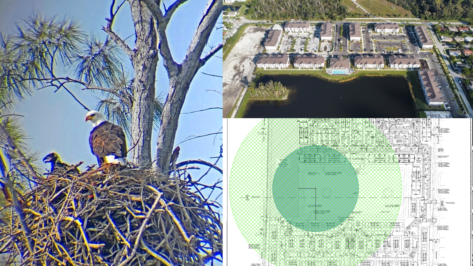eagle with eaglet in nest alongside Vista Lago and eagle permit